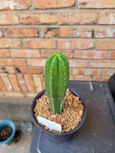 Slimer - Trichocereus San Pedro cactus clone photo 1