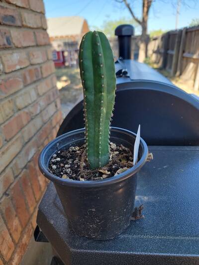 Slimer - Trichocereus San Pedro cactus clone photo 2