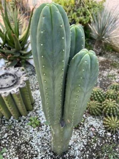 ab142cf90b7dfbb0.jpg SoCal Helmut - Trichocereus San Pedro cactus clone photo 3