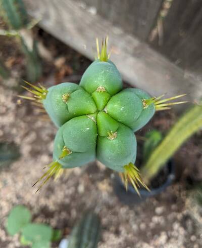 SS02 - Trichocereus San Pedro cactus clone photo 1