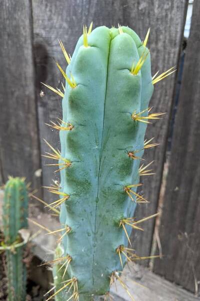 SS02 - Trichocereus San Pedro cactus clone photo 2