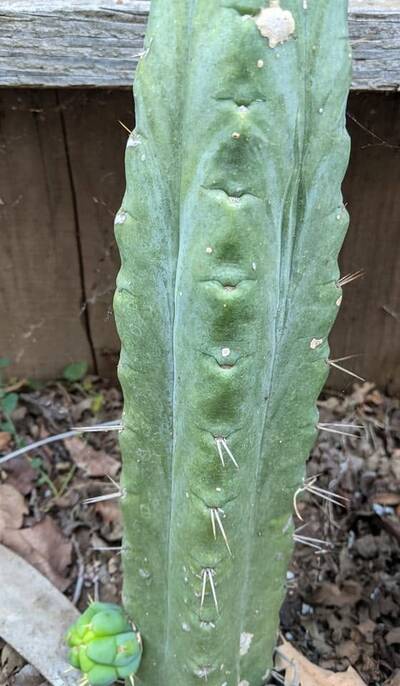 SS02 - Trichocereus San Pedro cactus clone photo 3