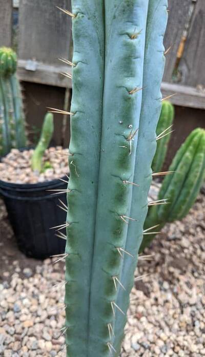 SS02 - Trichocereus San Pedro cactus clone photo 4