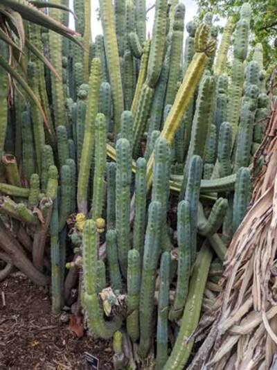SS02 - Trichocereus San Pedro cactus clone photo 5