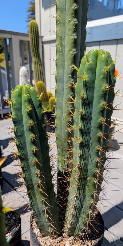 SS02 - Trichocereus San Pedro cactus clone photo 2