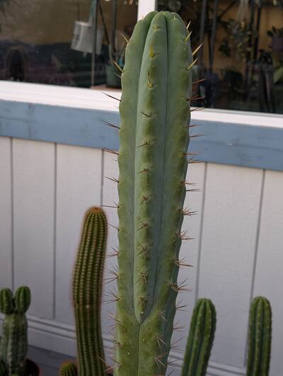 SS02 - Trichocereus San Pedro cactus clone photo 1