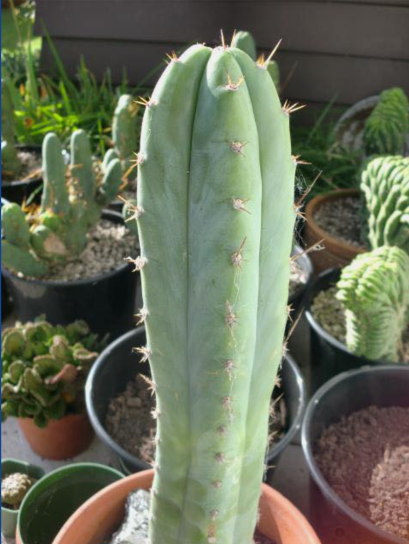 Serra - Trichocereus San Pedro cactus clone photo 1