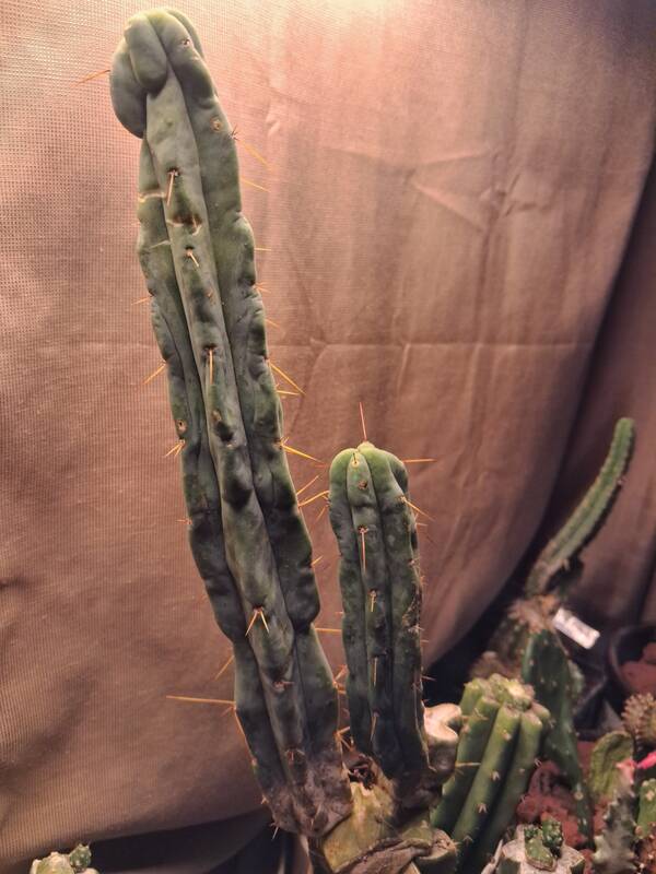 TBM Clone C - Trichocereus San Pedro cactus clone photo 1