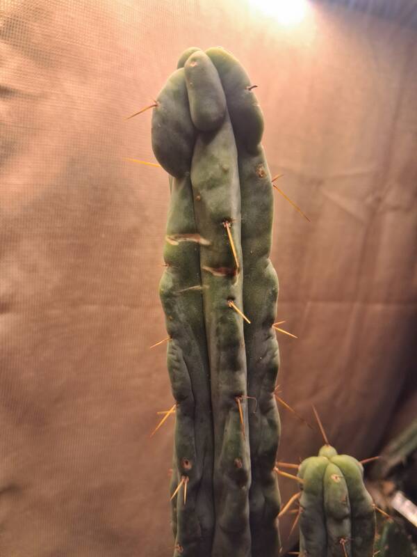 TBM Clone C - Trichocereus San Pedro cactus clone photo 2