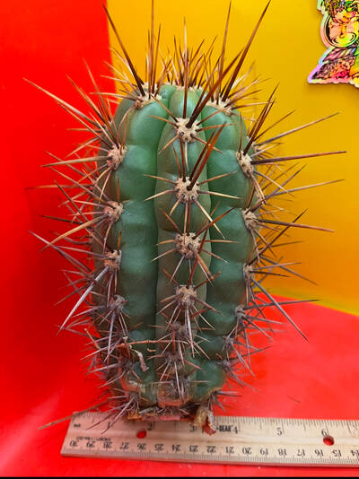 Tacaquirensis - Trichocereus San Pedro cactus clone photo 2
