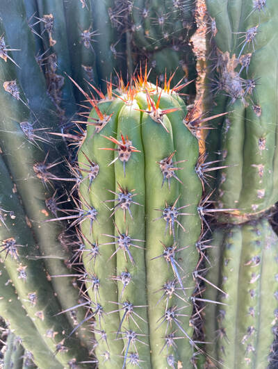 Tacaquirensis - Trichocereus San Pedro cactus clone photo 1