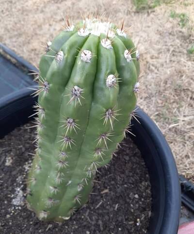 5829e3d3b9420f63.jpg T. Candicans Gladiatus - Trichocereus San Pedro cactus clone photo 2