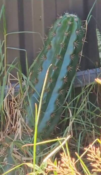 7bfd4bb2e9a914f0.jpg T. Candicans Gladiatus - Trichocereus San Pedro cactus clone photo 1