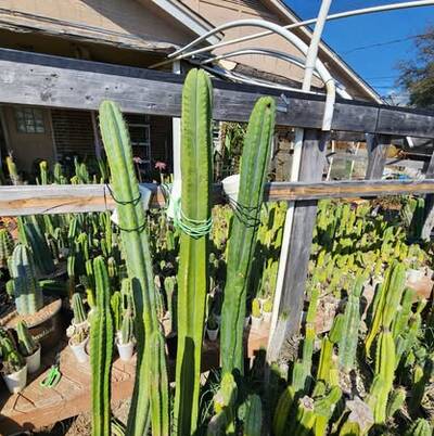 b5ec2368924824fd.jpg TPM - Trichocereus San Pedro cactus clone photo 5