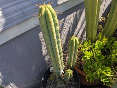 5f08c4fa8851418a.jpg Texas Street - Trichocereus San Pedro cactus clone photo 1