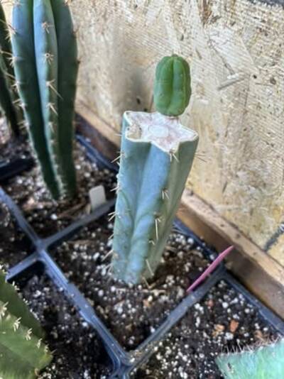 0f6aee099b9f9b92.jpg Trichocereus bridgesii Con - Trichocereus San Pedro cactus clone photo 4