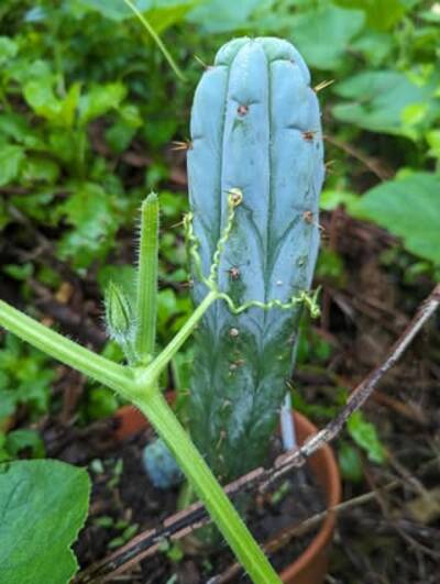 88897bb28d363aa9.jpg Trichocereus bridgesii Con - Trichocereus San Pedro cactus clone photo 3