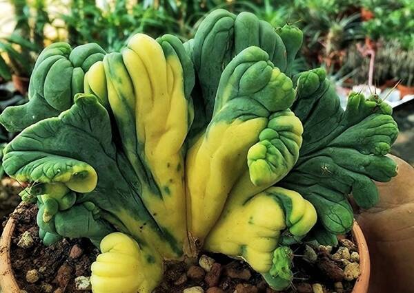 TBM Trichocereus Bridgesii Monstrose A B C D Crested Variegated - Trichocereus San Pedro cactus clone photo 3