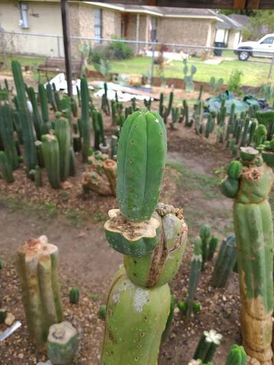 5d9bfc723b5f2ea1.jpg Vanilla Flower - Trichocereus San Pedro cactus clone photo 1