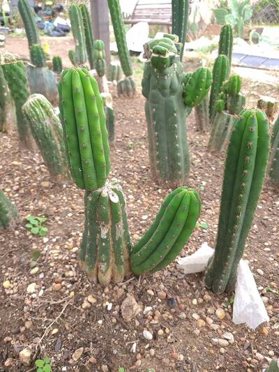5fc0699ec6a193f8.jpg Vanilla Flower - Trichocereus San Pedro cactus clone photo 2