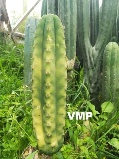 533b1eb37eaff3b2.jpg Variegated Mother Plant - Trichocereus San Pedro cactus clone photo 1