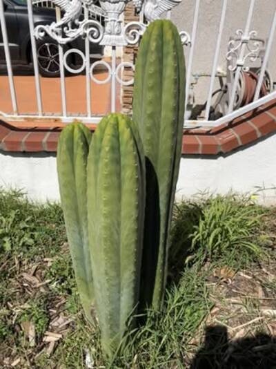 20a0a67b6b51b369.jpg Verne's Juul's Giant - Trichocereus San Pedro cactus clone photo 1