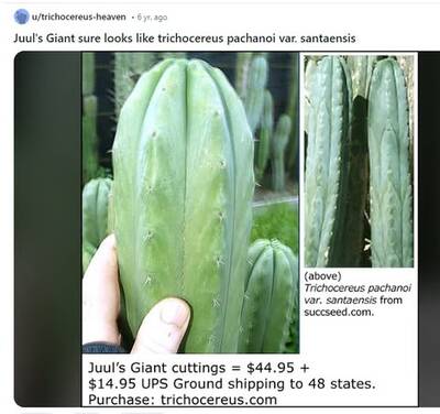 4dd182df25aafbc9.jpg Verne's Juul's Giant - Trichocereus San Pedro cactus clone photo 2