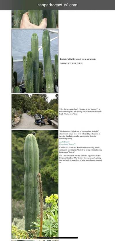 d3001dccbdcc4017.jpg Verne's Juul's Giant - Trichocereus San Pedro cactus clone photo 4
