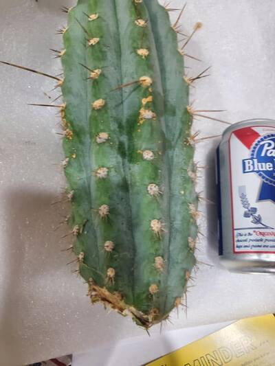 a3a728c45bdd25c9.jpg Verne's Wild Andes 1 - Trichocereus San Pedro cactus clone photo 1