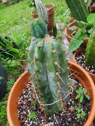 af19fe446bd061b7.jpg Verne's Wild Andes 1 - Trichocereus San Pedro cactus clone photo 2