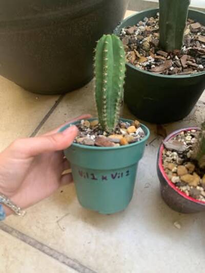 003e4998c3ccf318.jpg Vilcabamba - Trichocereus San Pedro cactus clone photo 1
