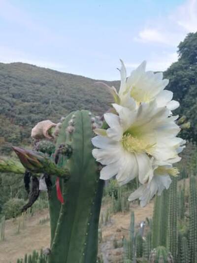 9e952939bd7e7ad9.jpg Vilcabamba - Trichocereus San Pedro cactus clone photo 2