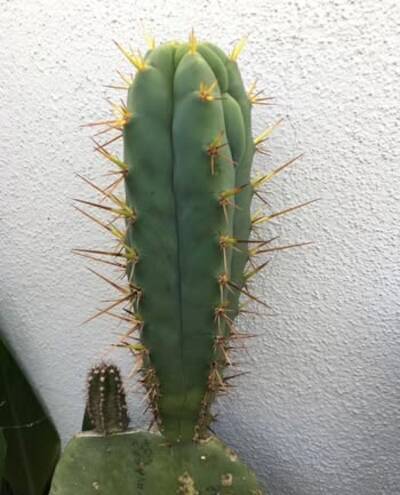 d35d8380f1ba4adf.jpg Zombie - Trichocereus San Pedro cactus clone photo 2