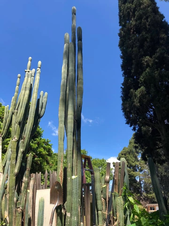 Dafq / Cruelty / Nuestra Bonita - Trichocereus San Pedro cactus clone photo 2