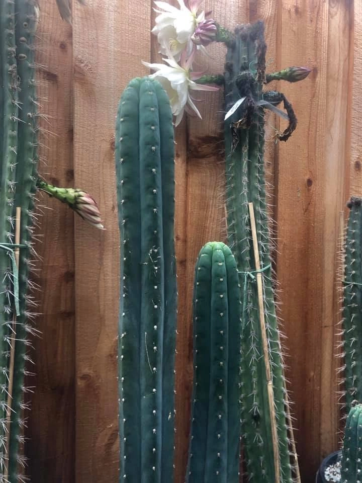 Dafq / Cruelty / Nuestra Bonita - Trichocereus San Pedro cactus clone photo 3