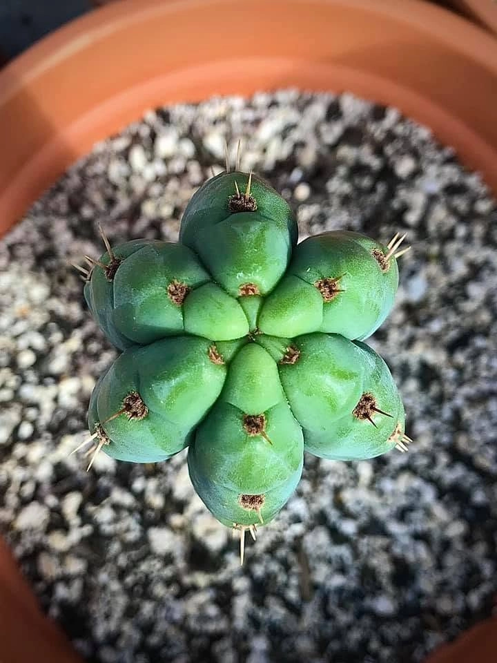 Dafq / Cruelty / Nuestra Bonita - Trichocereus San Pedro cactus clone photo 4