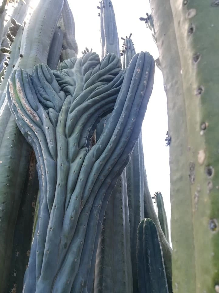 Decosta - Trichocereus San Pedro cactus clone photo 2