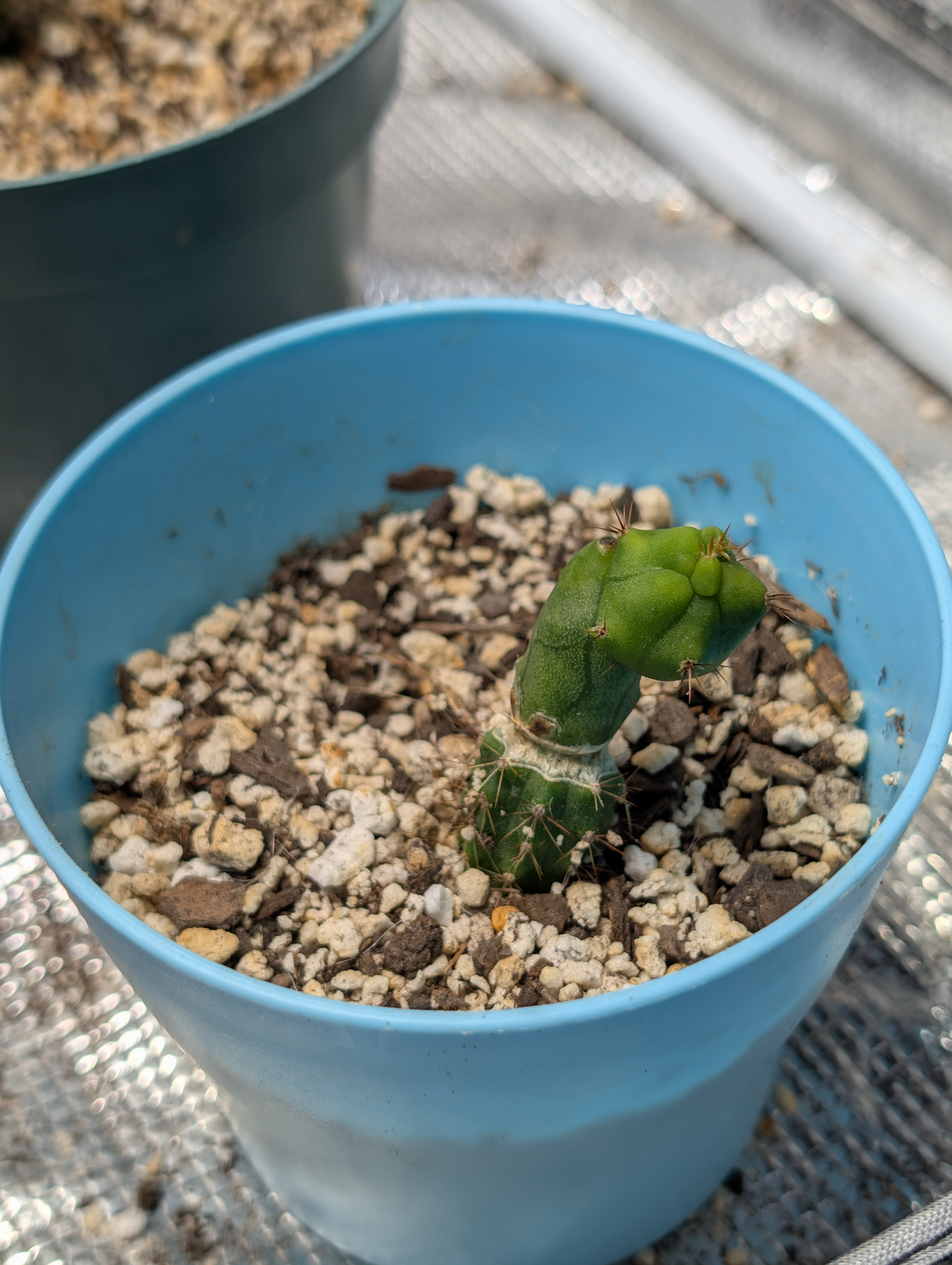 TBM Trichocereus Bridgesii Monstrose A B C D Crested Variegated - Trichocereus San Pedro cactus clone photo 1