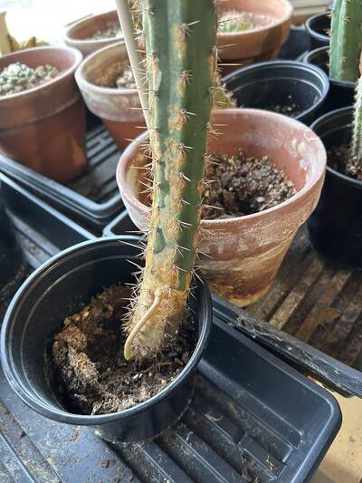 7d5fe2300245a93b.jpg aerial roots - cactus pest and disease reference photo 1