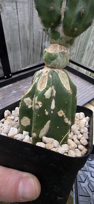 Alternaria - cactus pest and disease reference photo 7