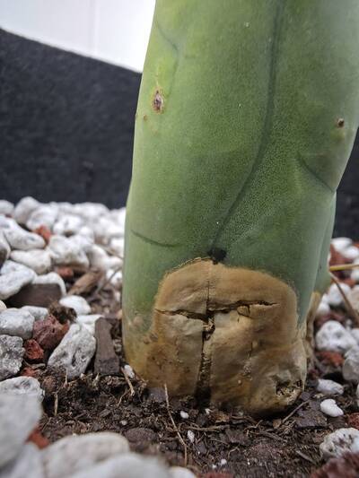 9404871daf08590f.jpg Alternaria - cactus pest and disease reference photo 5
