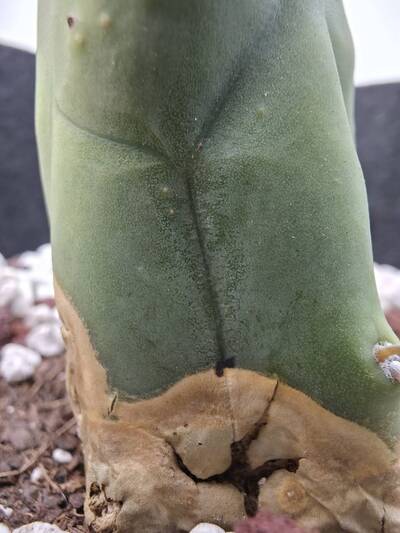a51f845274a62e96.jpg Alternaria - cactus pest and disease reference photo 7