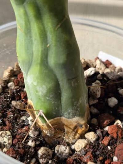 d4ffd4ea81d3e9f7.jpg Alternaria - cactus pest and disease reference photo 8