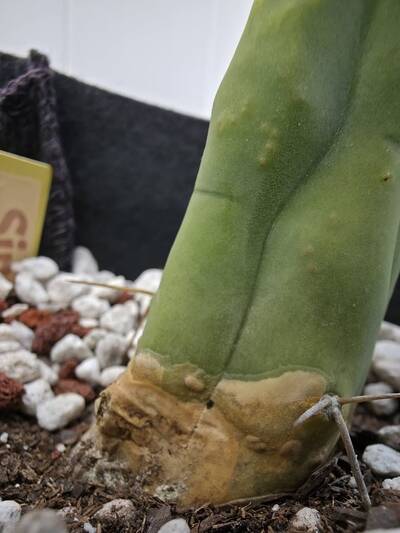 Alternaria - cactus pest and disease reference photo 6