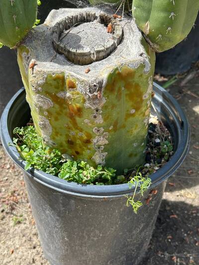 0aa9a6cc903046f7.jpg Bacterial Infection - cactus pest and disease reference photo 2