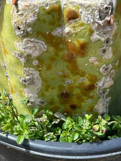760fc90aa5758261.jpg Bacterial Infection - cactus pest and disease reference photo 4