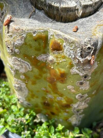ec9799f212c71fd1.jpg Bacterial Infection - cactus pest and disease reference photo 6