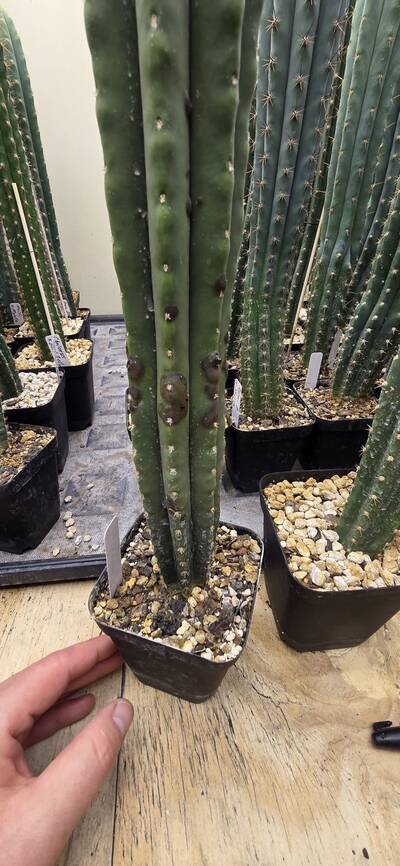 2fb8e73e0f4ff342.jpg Bacterial Infection - cactus pest and disease reference photo 1
