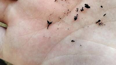 02103b799e791f58.jpg beetles - cactus pest and disease reference photo 1