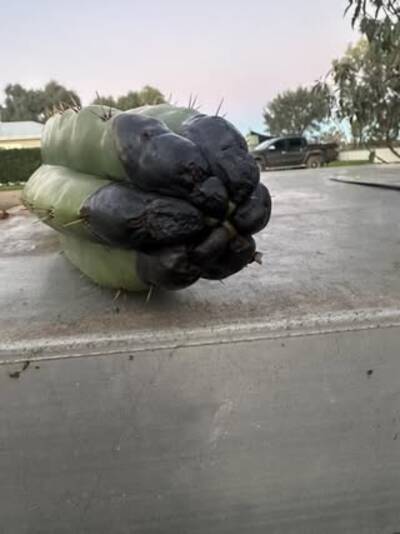 11e8f1b02ced2efd.jpg Bipolaris - cactus pest and disease reference photo 4